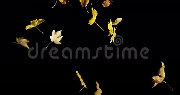 秋天的树叶落在黑色的背景下视频的预览图