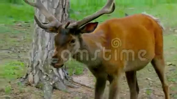 森林里的红鹿视频的预览图