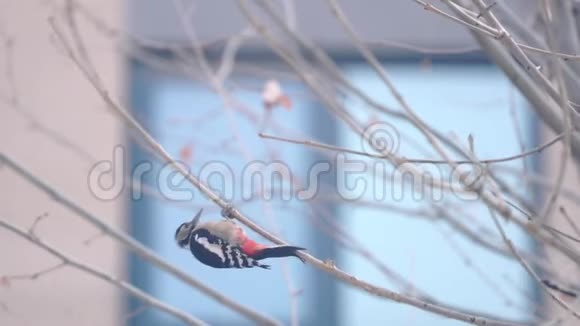 城里的啄木鸟视频的预览图