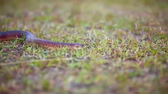 把注意力集中在穿过草地的小蛇身上视频的预览图