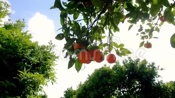 挂在树枝上的水果橘子柑橘园橙色花园柑橘林视频的预览图
