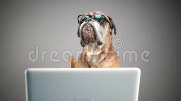 拳击狗在笔记本电脑上工作摘下眼镜视频的预览图