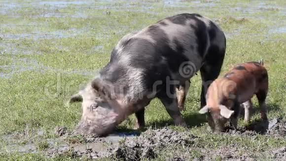 泥里的猪视频的预览图