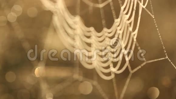 水滴在蜘蛛网上视频的预览图