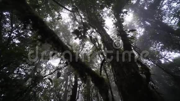 在雨林里的人视频的预览图