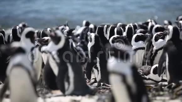 非洲企鹅殖民地视频的预览图