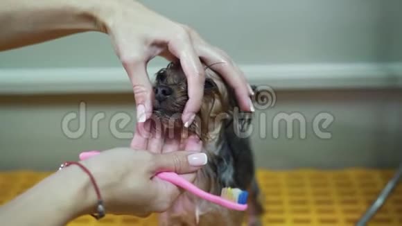 用牙刷合上梳洗者刷牙小狗约克郡宠物美容店视频的预览图