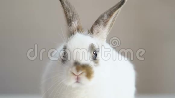 可爱的毛茸茸的兔子坐在桌子上动物权利保护运动人类视频的预览图