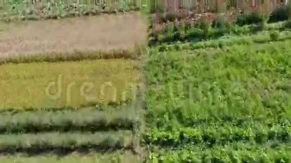 乡村的花园视频的预览图