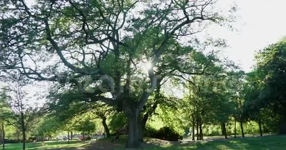 树后的太阳视频的预览图