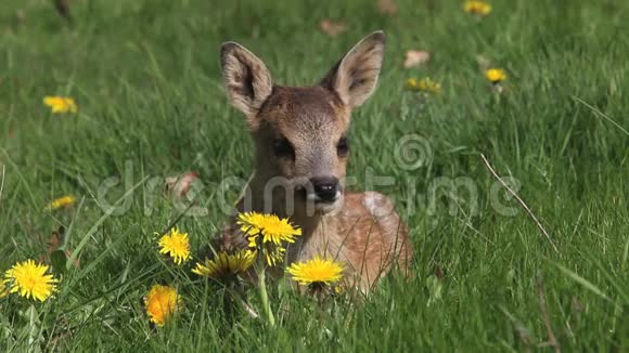罗伊鹿披头士披着黄色花朵的鹿在草甸诺曼底在法国视频的预览图