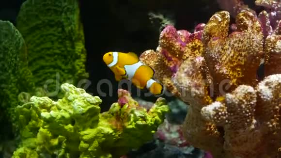 水族馆珊瑚附近的小丑鱼在水族馆黑色背景的各种雄伟珊瑚附近游泳的小丑鱼视频的预览图