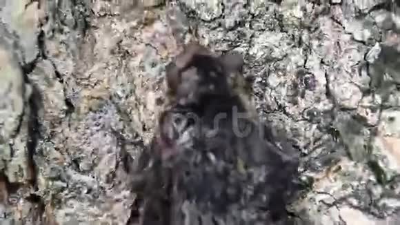 树上和地上的蝙蝠视频的预览图