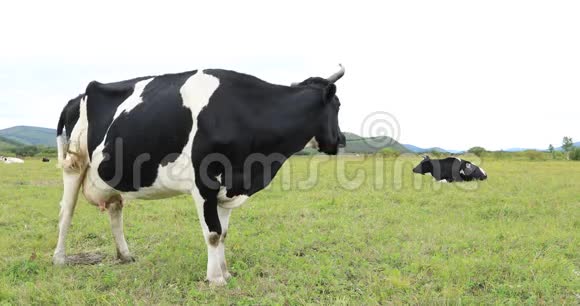 草原上的两头牛视频的预览图