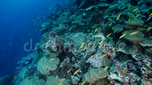 大堡礁视频的预览图