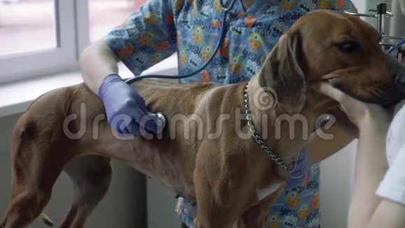 英俊的兽医用听诊器听狗视频的预览图