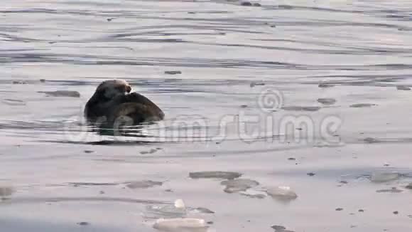 海獭在冰冷的水中打扮自己视频的预览图