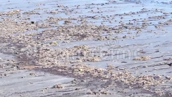 海滩上的污垢视频的预览图