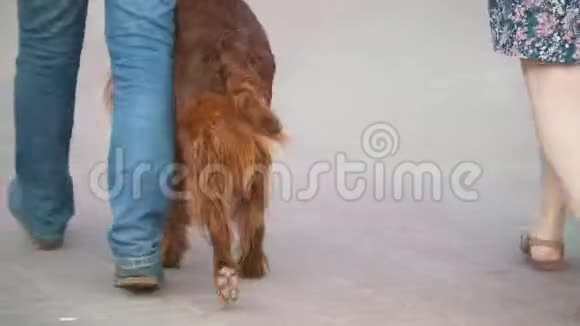一对带宠物狗的夫妇在公园里散步男人和女人带着爱尔兰赛特犬和哈士奇散步视频的预览图