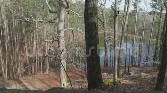 树林里的湖视频的预览图