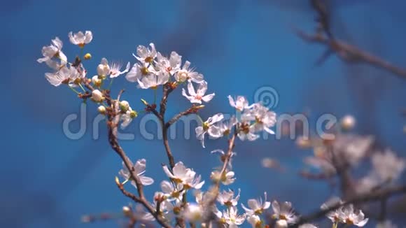 春天里的花和蜜蜂视频的预览图