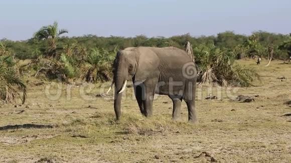 大象和大象在热带稀树草原的绿洲中吃草视频的预览图