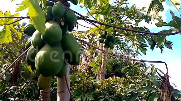 农场里的木瓜水果视频的预览图