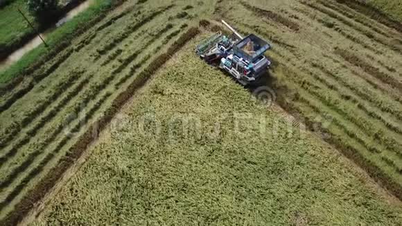 农民联合收割机收割季节水稻农场录像视频的预览图