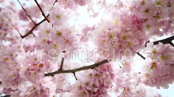 树枝上有梦幻般的樱花和阳光视频的预览图