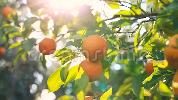 手从树上摘橘子视频的预览图