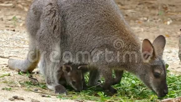 袋鼠红颈Wallaby配种视频的预览图