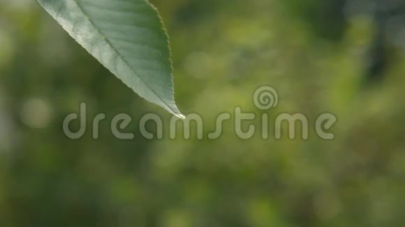 绿叶上的水滴视频的预览图