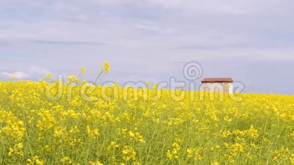 明黄色盛开的油菜花田里有房子顶着天空有云视频的预览图