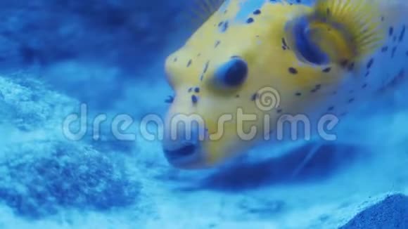 黄色河豚在水族馆的水里游泳视频的预览图