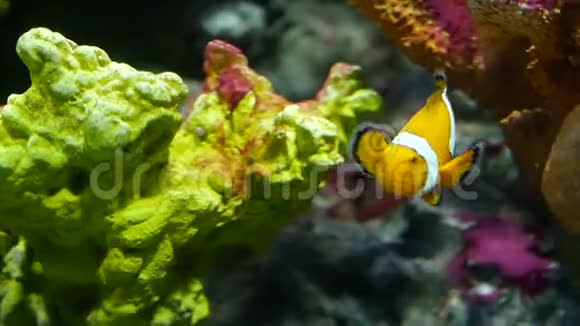 水族馆珊瑚附近的小丑鱼在水族馆黑色背景的各种雄伟珊瑚附近游泳的小丑鱼视频的预览图