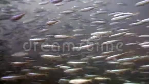 马尔代夫海底背景下许多鱼的大多数流派视频的预览图