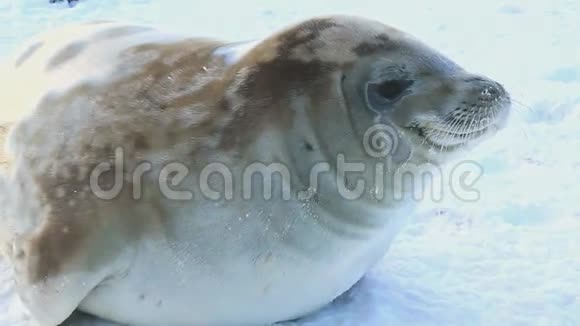 南极洲海峡冰封的海豹视频的预览图