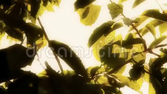 树上的叶子视频的预览图