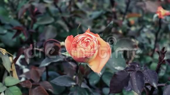 花园里的玫瑰视频的预览图
