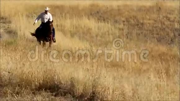 一个牛仔骑着他的马在一片金色草地的斜坡上的视频视频的预览图