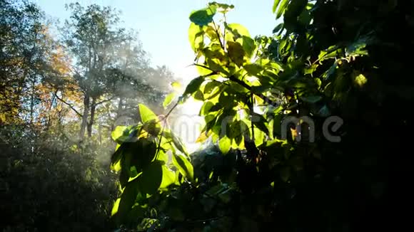 清晨的灌木丛蒸发树叶在阳光下发光在树上蒸视频的预览图