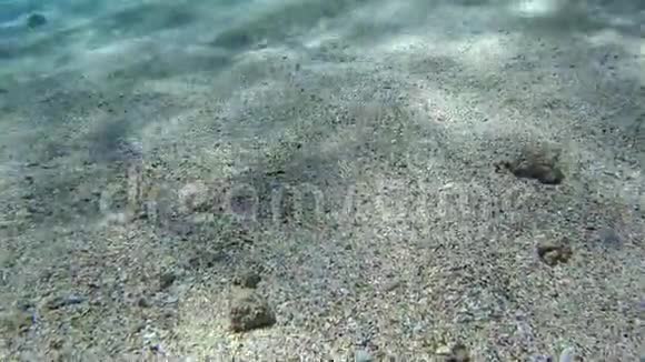 摩西在沙质海床上的热带海洋中的鱼视频的预览图