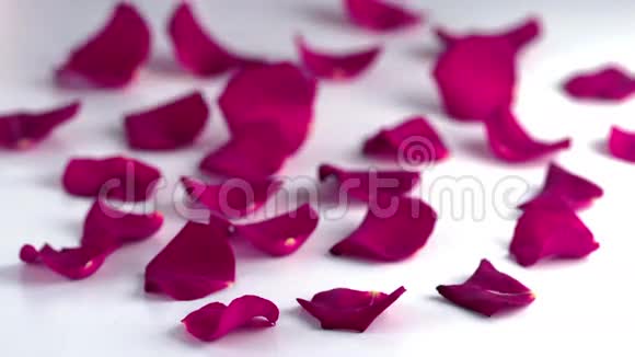 玫瑰花瓣飘落下来视频的预览图