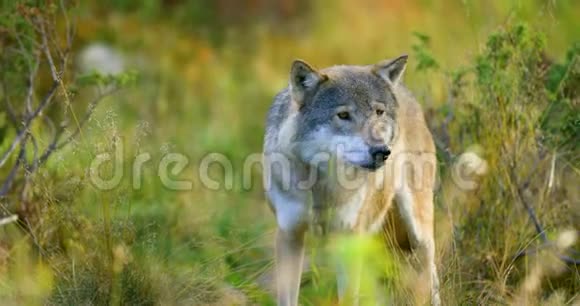 大灰狼嗅到了对手和森林中的危险视频的预览图