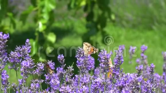 蝴蝶飞过薰衣草的花朵视频的预览图