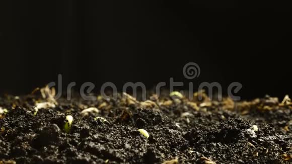 地上生长的豆籽食物萌萌春晚视频的预览图