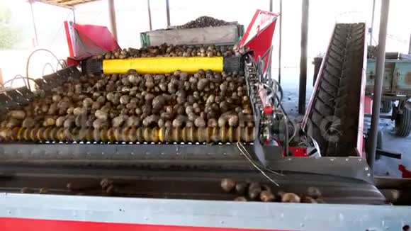 农场马铃薯分拣专用机械化工艺土豆被卸在传送带上以便分拣然后视频的预览图