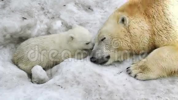 极地母熊抱着熊宝宝视频的预览图