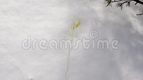 在雪地上撒尿视频的预览图