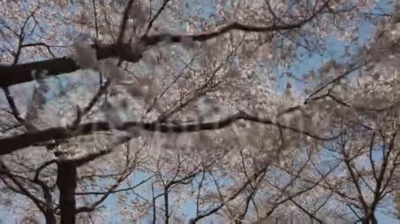 春天在空中视频的预览图
